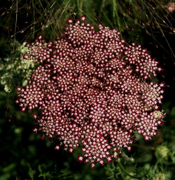 Daucus carota Purple Kisses 600x6002